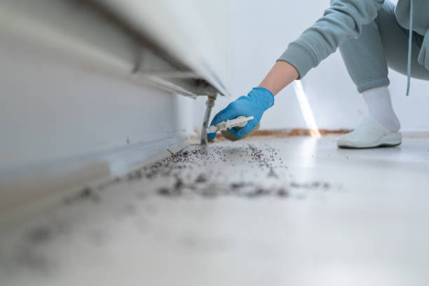 Best Flea Control Services  in Hunter, OH